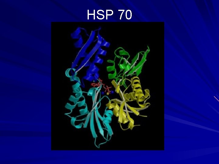 HSP 70 