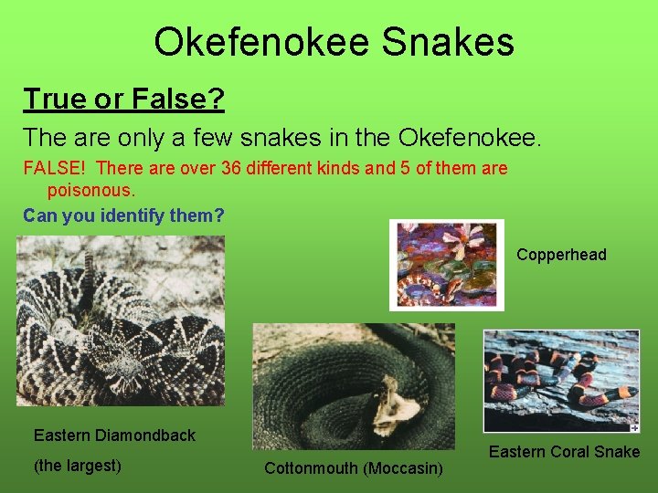 Okefenokee Snakes True or False? The are only a few snakes in the Okefenokee.