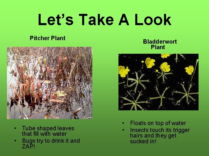 Let’s Take A Look Pitcher Plant • Tube shaped leaves that fill with water