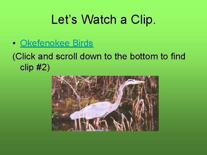 Let’s Watch a Clip. • Okefenokee Birds (Click and scroll down to the bottom