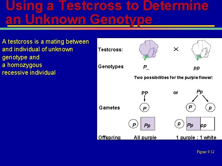 Using a Testcross to Determine an Unknown Genotype A testcross is a mating between