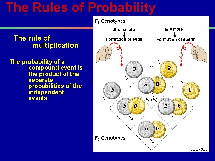 The Rules of Probability F 1 Genotypes B b male B b female The