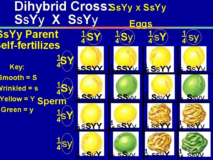 Dihybrid Cross: Ss. Yy x Ss. Yy X Ss. Yy Eggs 1 Ss. Yy
