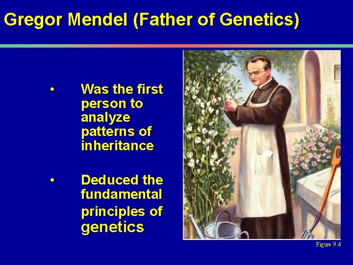 Gregor Mendel (Father of Genetics) • Was the first person to analyze patterns of
