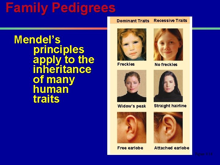 Family Pedigrees Mendel’s principles apply to the inheritance of many human traits Dominant Traits