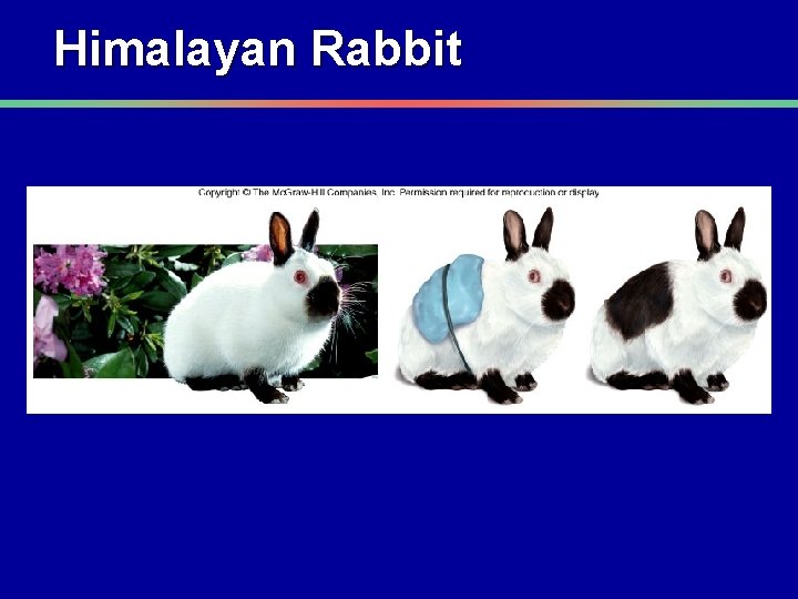 Himalayan Rabbit 