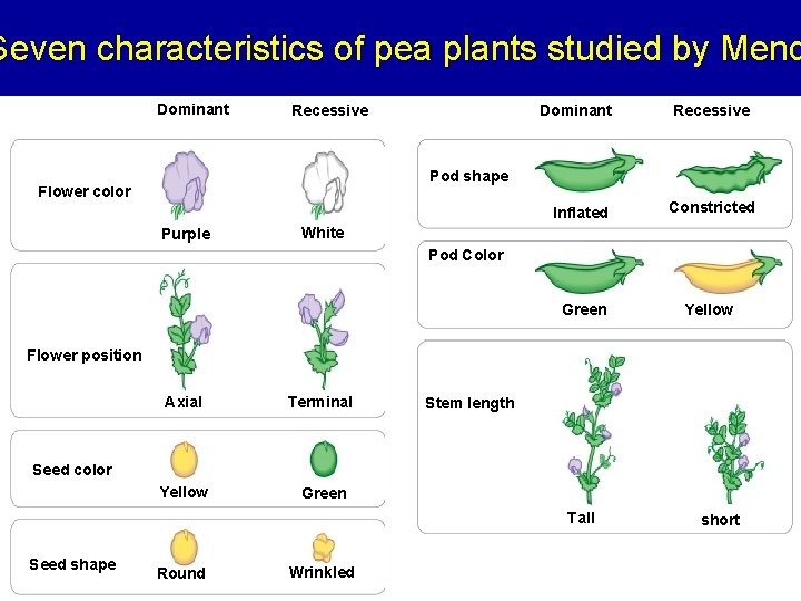 Seven characteristics of pea plants studied by Mend Dominant Recessive Pod shape Flower color