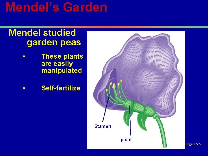 Mendel’s Garden Mendel studied garden peas • These plants are easily manipulated • Self-fertilize