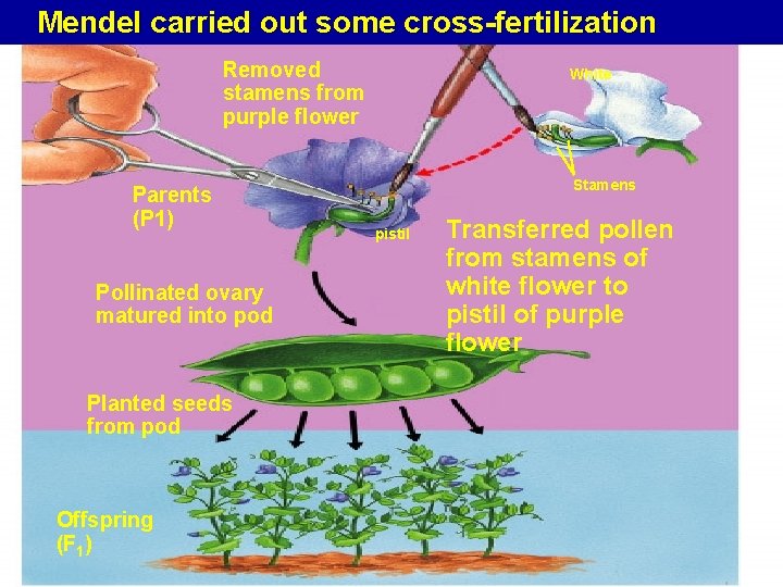 Mendel carried out some cross-fertilization Removed stamens from purple flower Parents (P 1) Pollinated