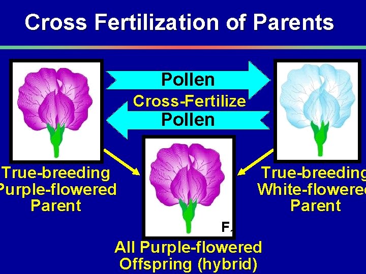Cross Fertilization of Parents Pollen Cross-Fertilize Pollen P P True-breeding Purple-flowered Parent True-breeding White-flowered