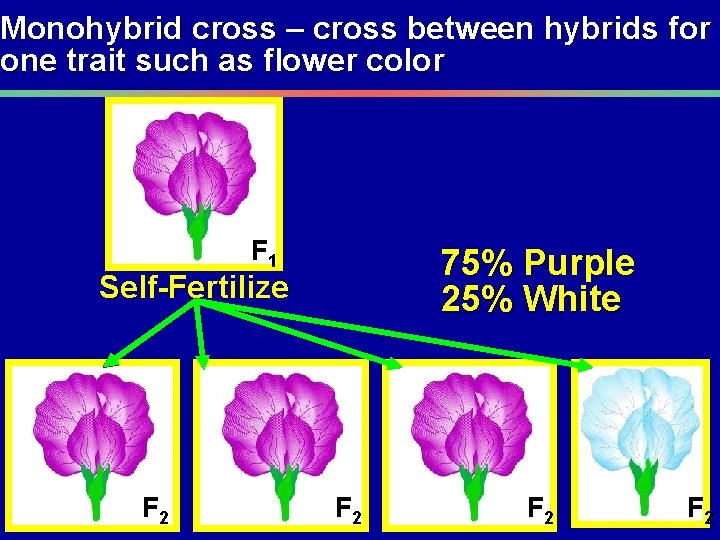 Monohybrid cross – cross between hybrids for one trait such as flower color F