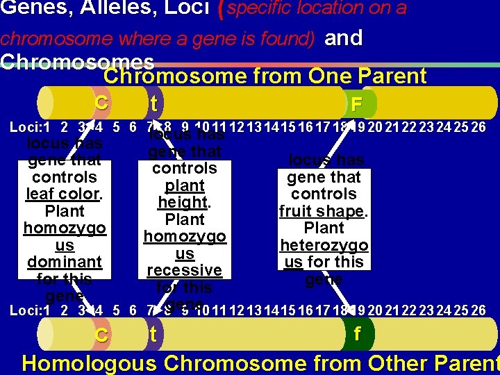 Genes, Alleles, Loci (specific location on a chromosome where a gene is found) and