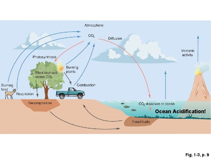 Ocean Acidification! Fig. 1 -3, p. 9 Ocean Acidification! Fig. 1 -3, p. 9