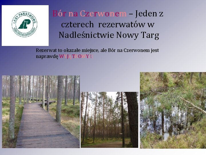 Bór na Czerwonem – Jeden z czterech rezerwatów w Nadleśnictwie Nowy Targ Rezerwat to Bór na Czerwonem – Jeden z czterech rezerwatów w Nadleśnictwie Nowy Targ Rezerwat to