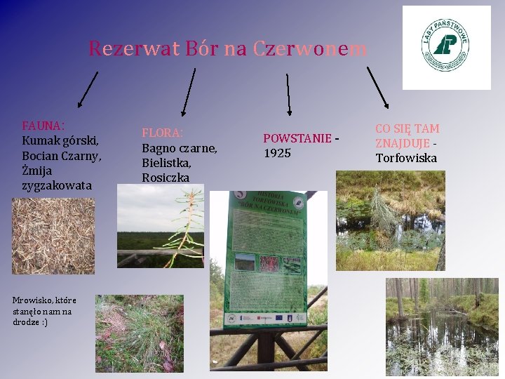 Rezerwat Bór na Czerwonem FAUNA: Kumak górski, Bocian Czarny, Żmija zygzakowata Mrowisko, które stanęło Rezerwat Bór na Czerwonem FAUNA: Kumak górski, Bocian Czarny, Żmija zygzakowata Mrowisko, które stanęło