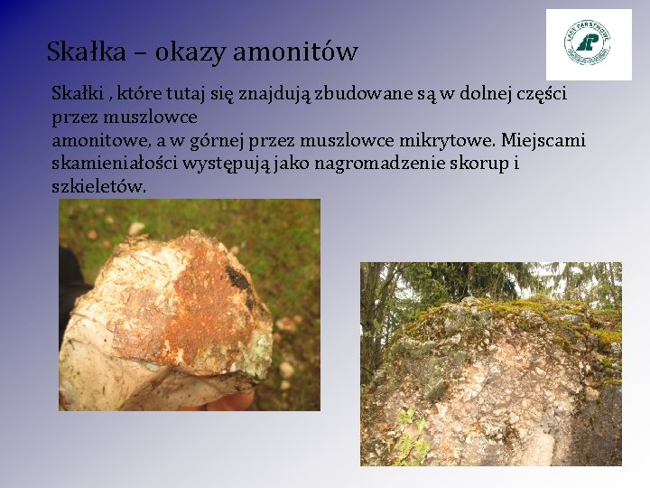Skałka – okazy amonitów Skałki , które tutaj się znajdują zbudowane są w dolnej Skałka – okazy amonitów Skałki , które tutaj się znajdują zbudowane są w dolnej