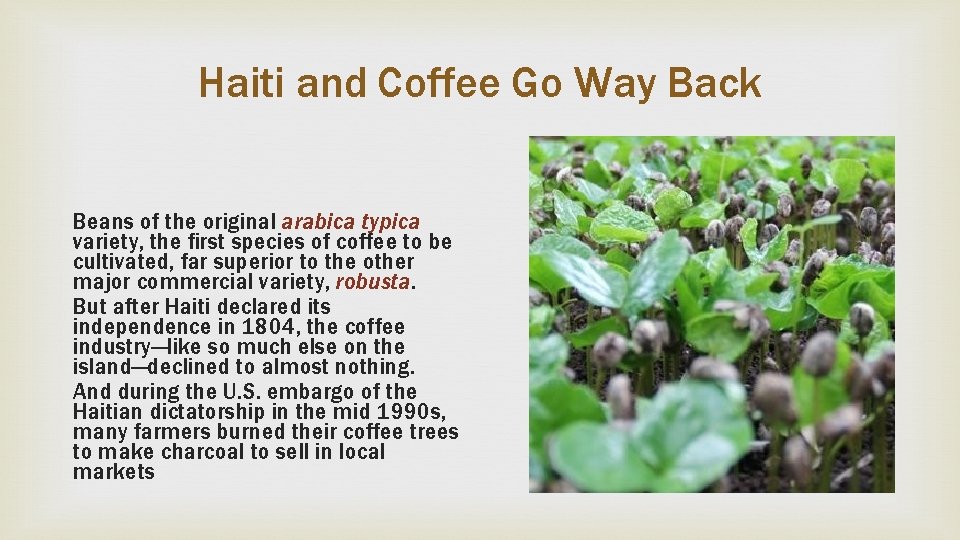 Haiti and Coffee Go Way Back Beans of the original arabica typica variety, the