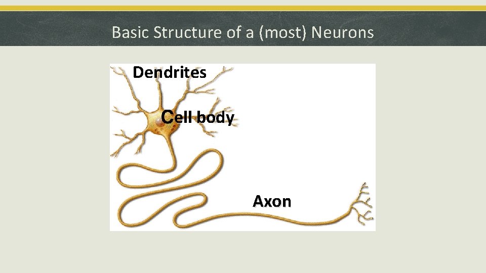 Basic Structure of a (most) Neurons Dendrites ell body Axon 