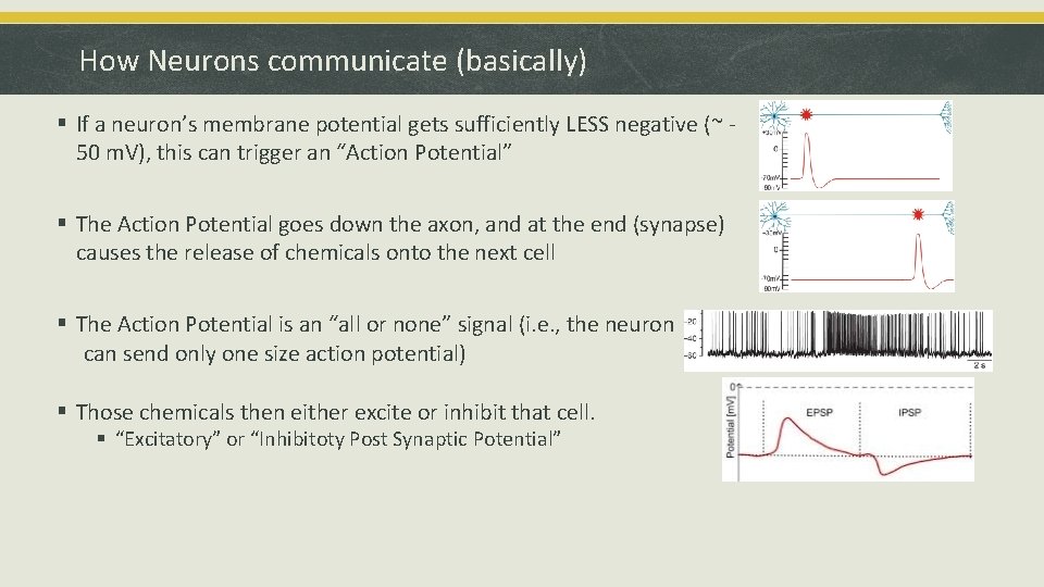 How Neurons communicate (basically) § If a neuron’s membrane potential gets sufficiently LESS negative