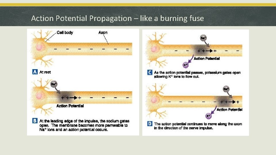 Action Potential Propagation – like a burning fuse 