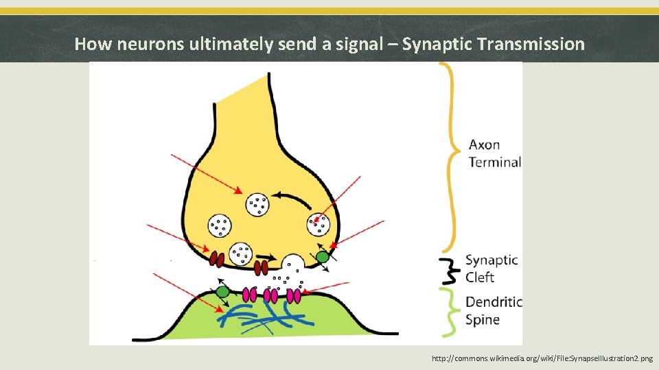 How neurons ultimately send a signal – Synaptic Transmission http: //commons. wikimedia. org/wiki/File: Synapse.