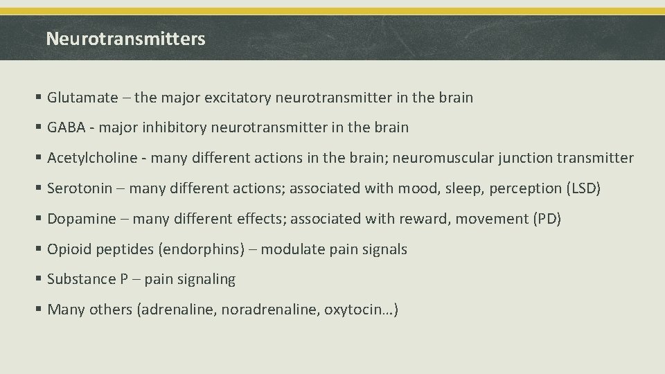 Neurotransmitters § Glutamate – the major excitatory neurotransmitter in the brain § GABA -