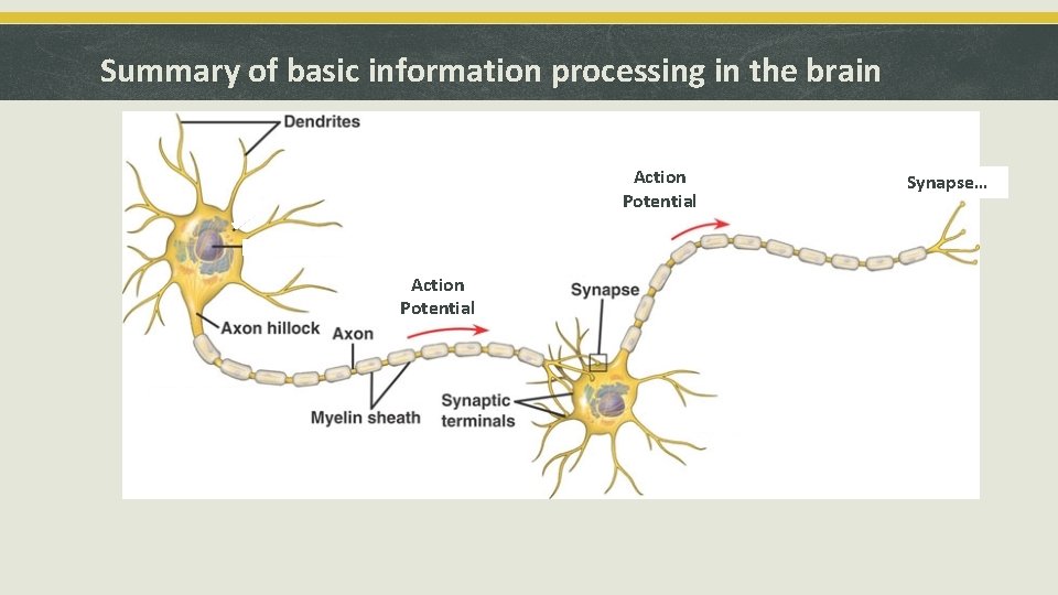 Summary of basic information processing in the brain Action Potential Synapse… 