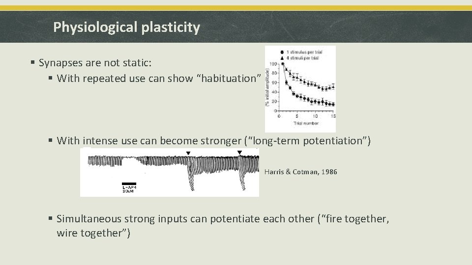 Physiological plasticity § Synapses are not static: § With repeated use can show “habituation”