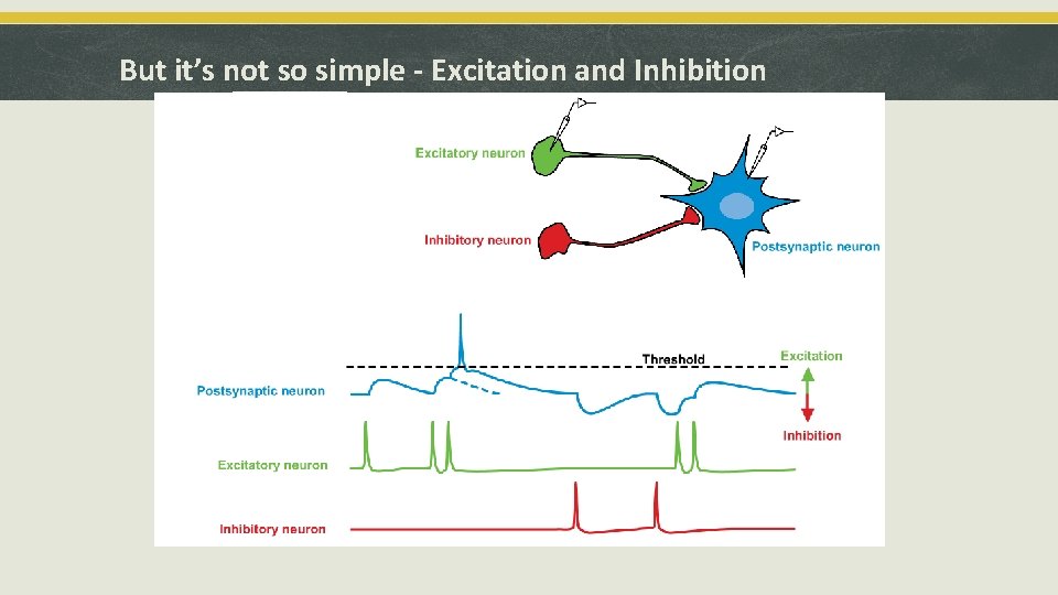 But it’s not so simple - Excitation and Inhibition 