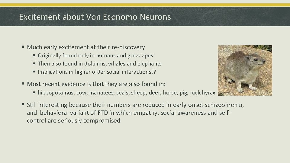 Excitement about Von Economo Neurons § Much early excitement at their re-discovery § Originally