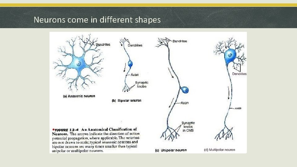 Neurons come in different shapes 