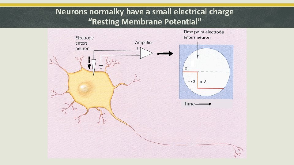 Neurons normalky have a small electrical charge “Resting Membrane Potential” Time. Voltage Display 