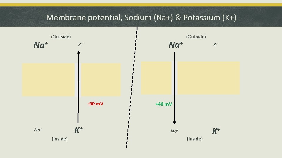 Membrane potential, Sodium (Na+) & Potassium (K+) Na+ Outside (Outside) Na+ K+ RNa+ (Inside)