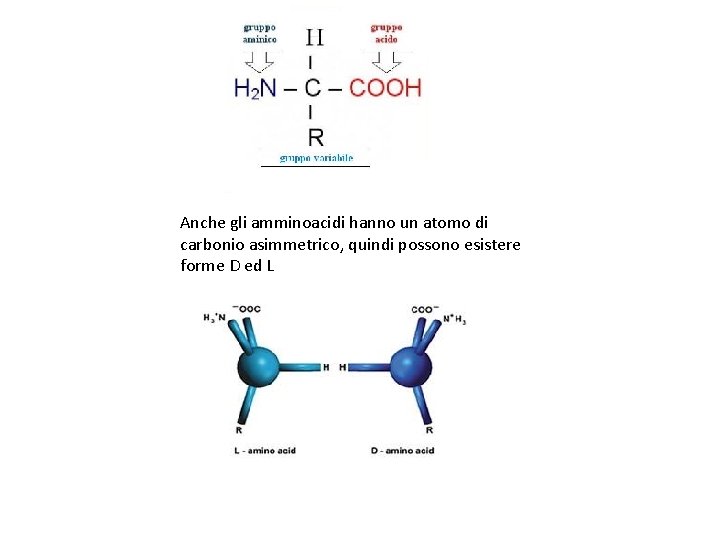 Anche gli amminoacidi hanno un atomo di carbonio asimmetrico, quindi possono esistere forme D