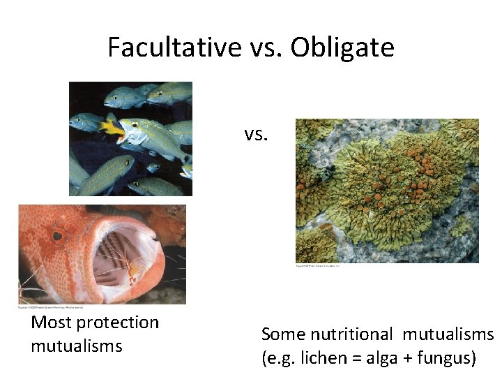 Facultative vs. Obligate vs. Most protection mutualisms Some nutritional mutualisms (e. g. lichen =