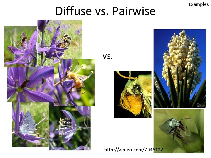 Diffuse vs. Pairwise vs. http: //vimeo. com/7048122 Examples 