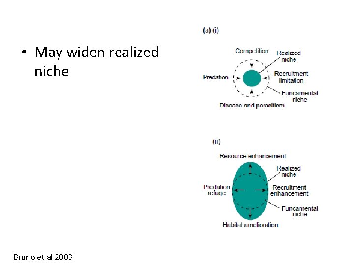  • May widen realized niche Bruno et al 2003 