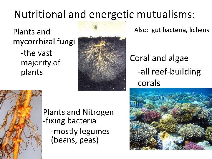 Nutritional and energetic mutualisms: Plants and mycorrhizal fungi -the vast majority of plants Plants