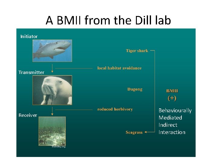 A BMII from the Dill lab Initiator Transmitter Receiver Behaviourally Mediated Indirect Interaction 