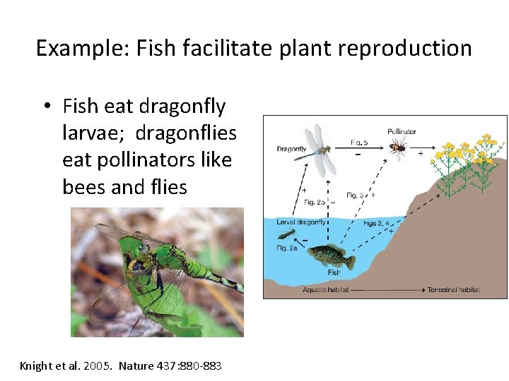 Example: Fish facilitate plant reproduction • Fish eat dragonfly larvae; dragonflies eat pollinators like