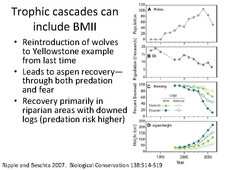 Trophic cascades can include BMII • Reintroduction of wolves to Yellowstone example from last