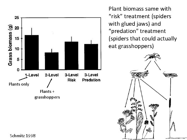 Plant biomass same with “risk” treatment (spiders with glued jaws) and “predation” treatment (spiders