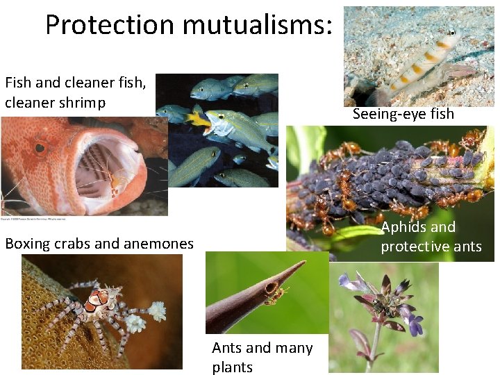 Protection mutualisms: Fish and cleaner fish, cleaner shrimp Seeing-eye fish Aphids and protective ants