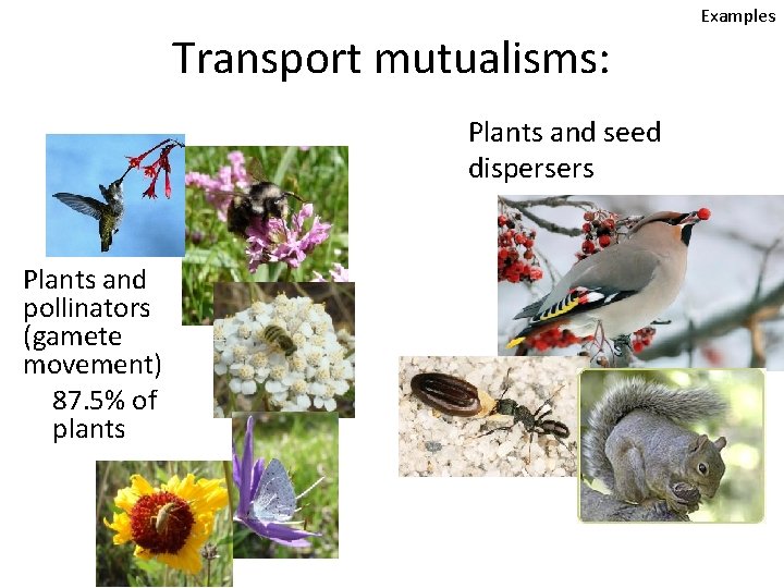 Transport mutualisms: Plants and seed dispersers Plants and pollinators (gamete movement) 87. 5% of