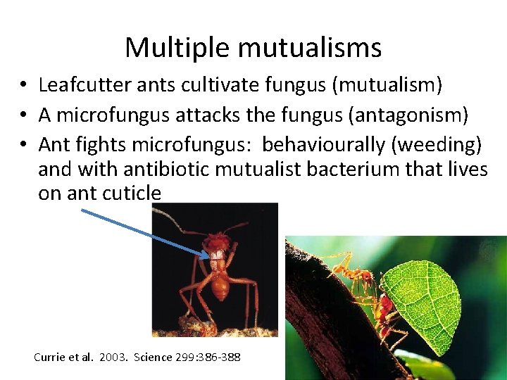 Multiple mutualisms • Leafcutter ants cultivate fungus (mutualism) • A microfungus attacks the fungus