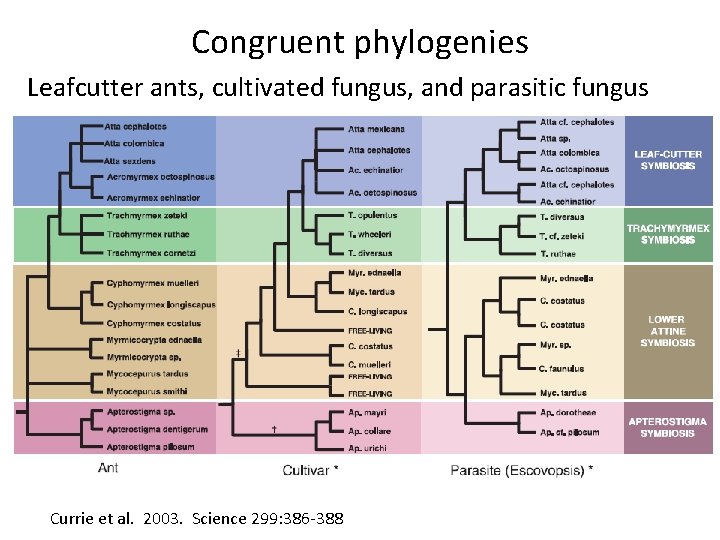 Congruent phylogenies Leafcutter ants, cultivated fungus, and parasitic fungus Currie et al. 2003. Science