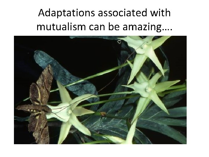 Adaptations associated with mutualism can be amazing…. www. waynesworld. com 