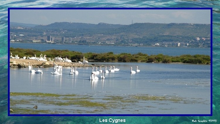 Les Cygnes 