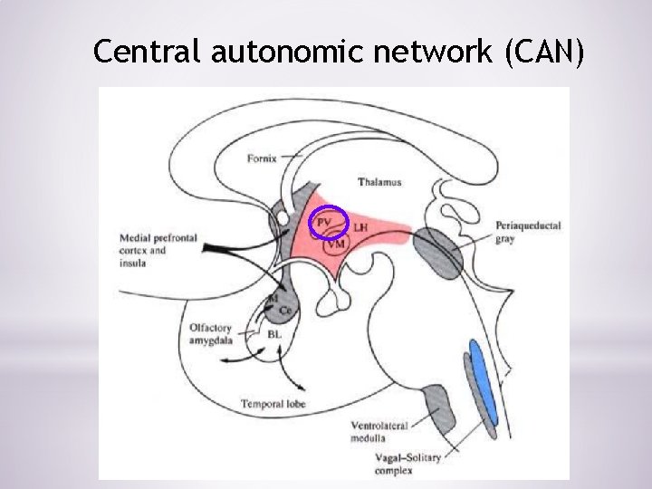 Central autonomic network (CAN) 