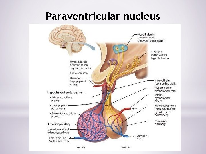 Paraventricular nucleus 